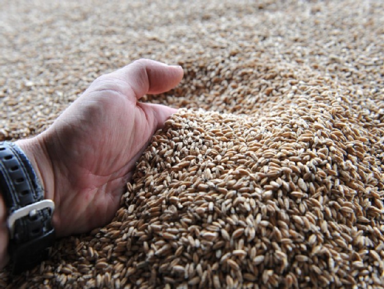 ARR: ceny zbóż nieznacznie wzrosną do czerwca