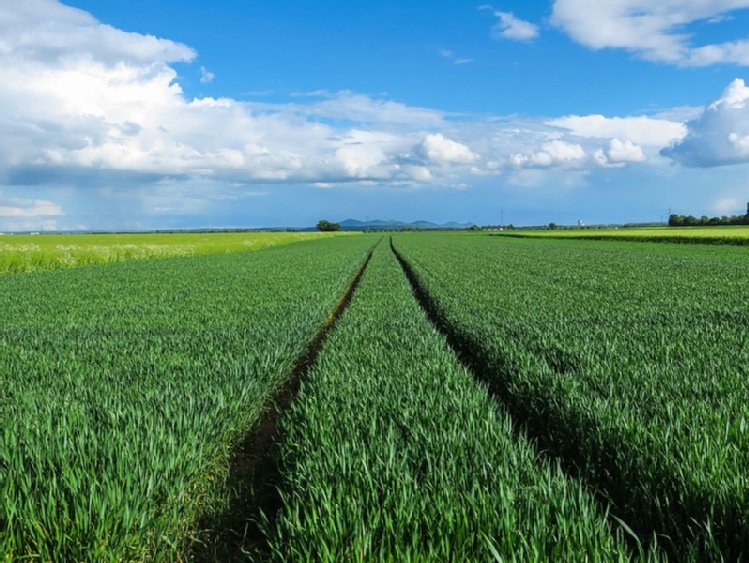 Stanowisko Zarządu Krajowej Rady Izb Rolniczych  w sprawie ogłoszonych przez Komisję Europejską dokumentów dotyczących miejsca przyszłej WPR w realizacji Europejskiego Zielonego Ładu (European Green DEAL)