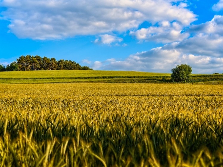 Żywność ekologiczna smakuje nam coraz bardziej, ale potencjał wzrostu jest ogromny