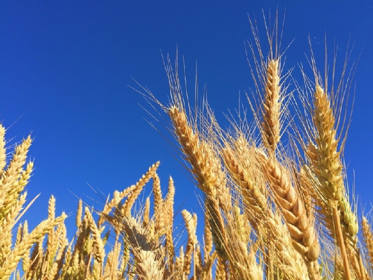 PIORiN nie stwierdził zagrożenia fitosanitarnego zbóż sprowadzanych z Ukrainy
