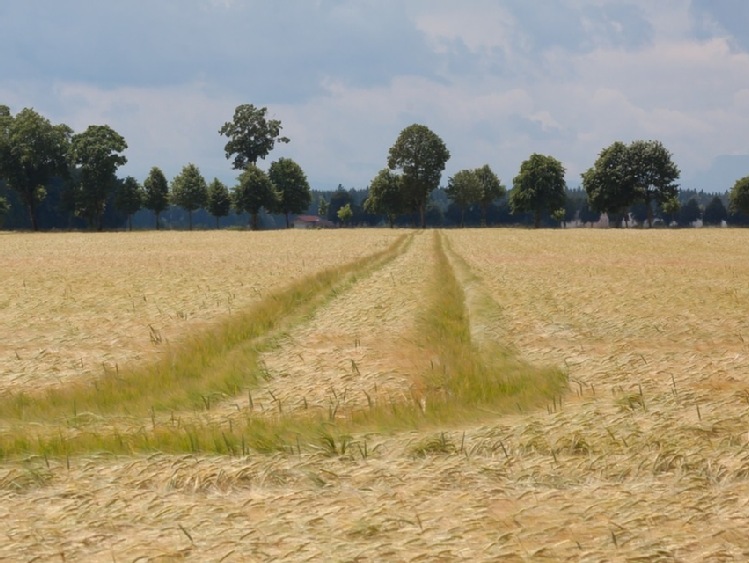 Do 30 września br. należy złożyć kopie pierwszej i trzeciej strony aktualnych planów działalności ekologicznej lub rolnośrodowiskowej