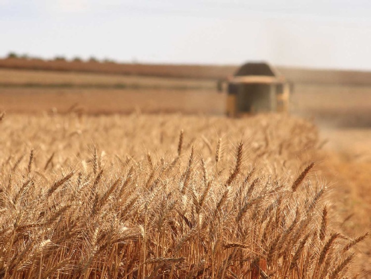 Komisja Europejska obniżyła prognozę zbiorów zbóż w UE