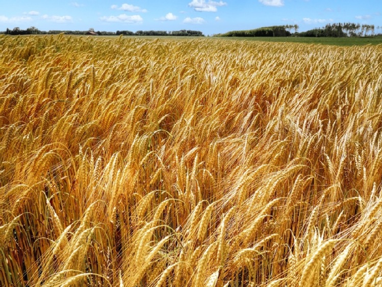 Dopłaty za 2021 r.: 15,35 mld zł na kontach rolników