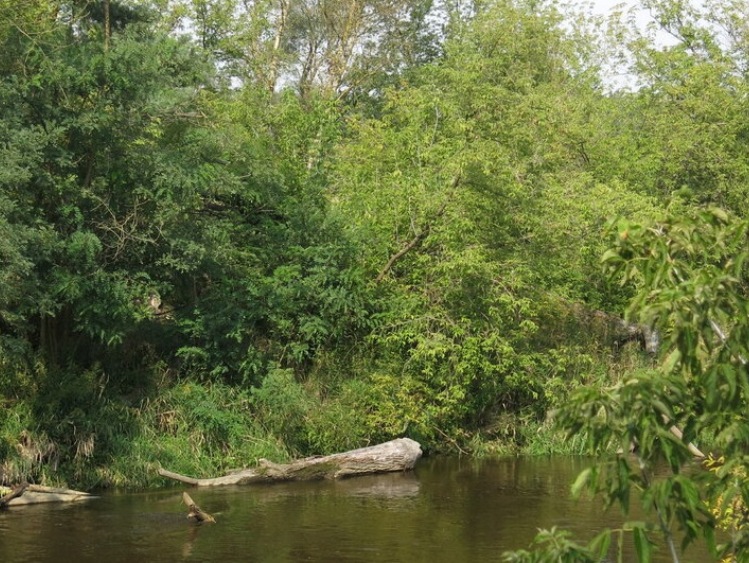 Zdrowe rzeki – recepta na zmianę klimatu