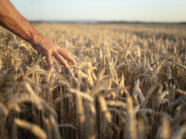 ŻNIWA 2023: Copa i Cogeca wzywają DG AGRI do podjęcia pilnych działań