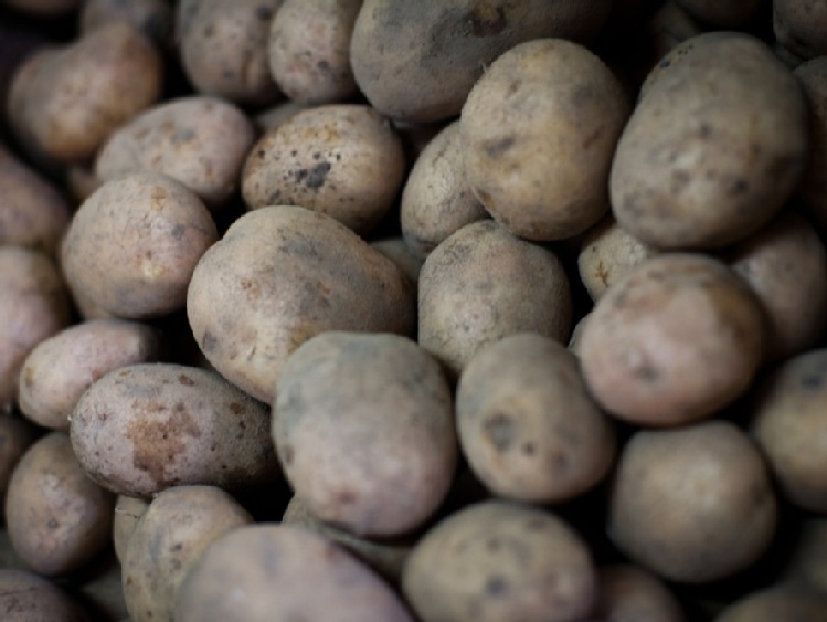 GUS: w styczniu większość produktów rolnych podrożała; najbardziej ziemniaki