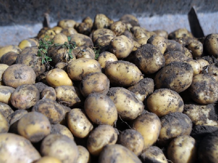 MRiRW: zmieniają się zasady wywozu ziemniaków