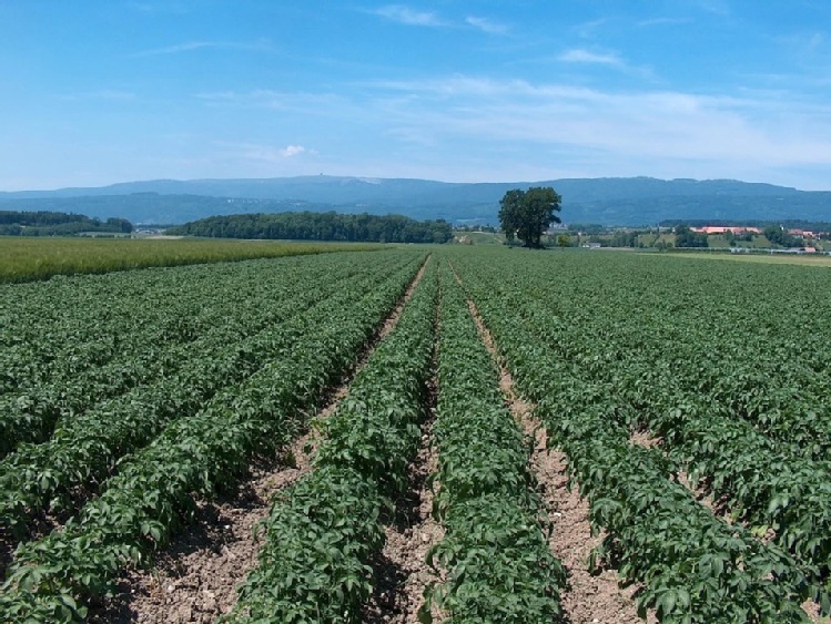 MRiRW w sprawie pomocy producentom ziemniaków