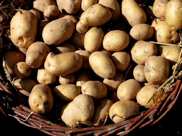 Samorząd rolniczy wnosi o okres przejściowy przepisów o dofinansowaniu kosztów ochrony roślin przed agrofagami kwarantannowymi ziemniaka