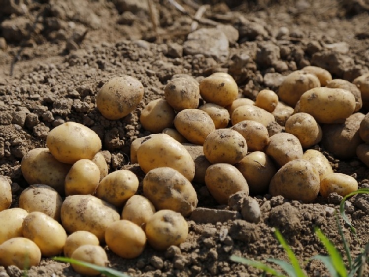 Więcej kontroli ziemniaków z eksportu