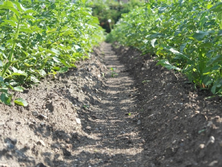 Nie można oszacować szkód po zabiegach agrotechnicznych