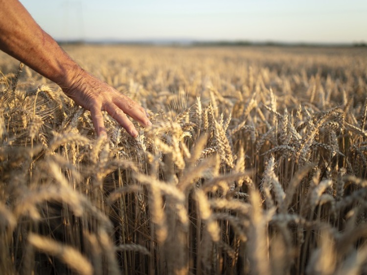 O 40% r/r spadły ceny pszenicy w Serbii