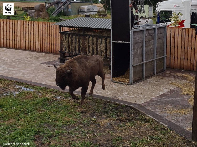 Porfiry i Polejew - pierwsi podopieczni Azylu dla Żubrów Szewce