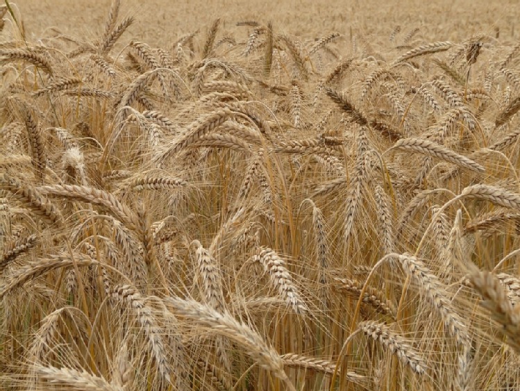 Rusza Agro Akademia Banku BGŻ BNP Paribas