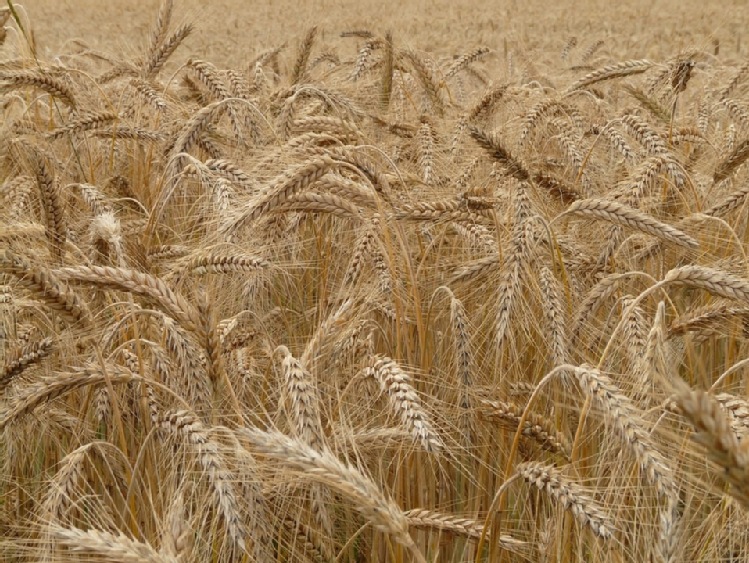 Żyto mieszańcowe GPS – źródło biogazu i kiszonki