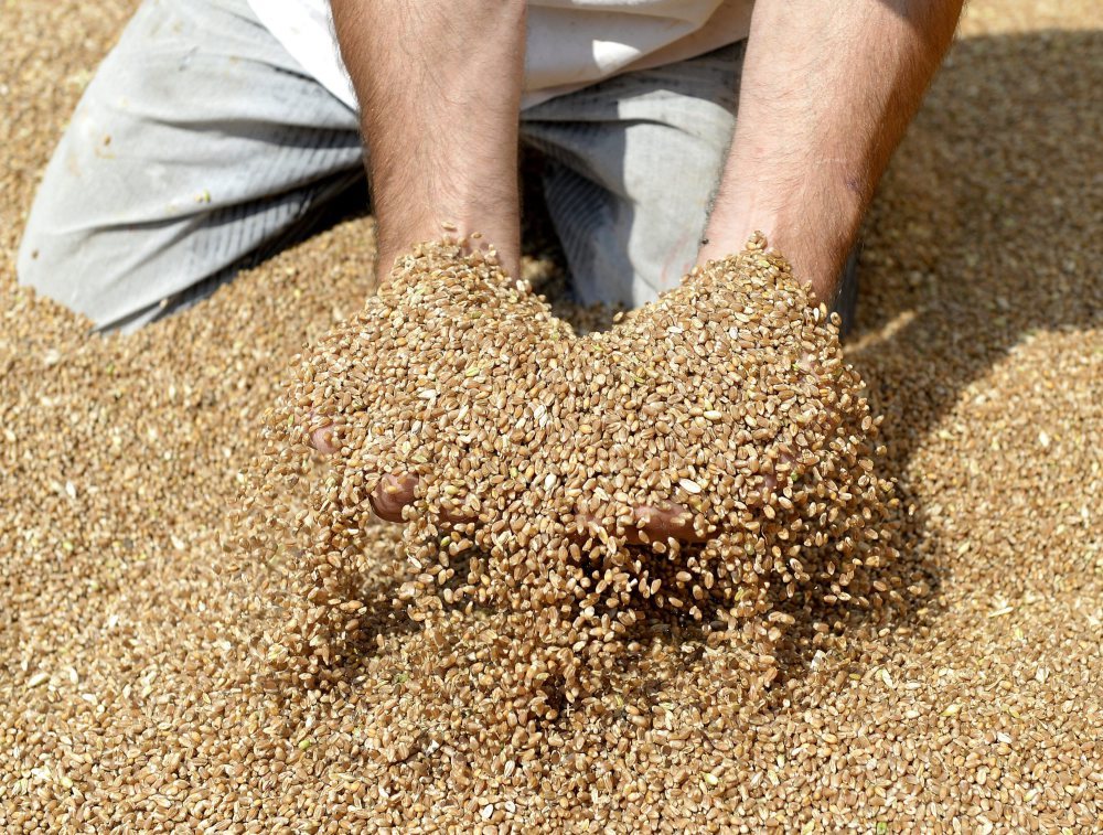 KRIR wnioskuje o pilną interwencja na rynku zbóż i nawozów