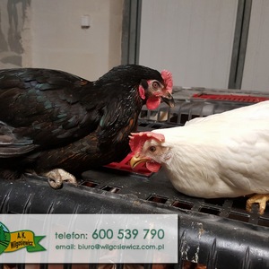 Carousel Bootstrap First