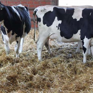 Carousel Bootstrap First