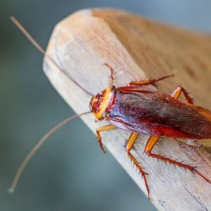 Carousel Bootstrap First