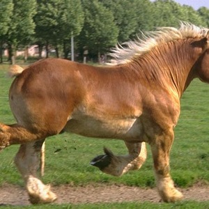 Carousel Bootstrap First